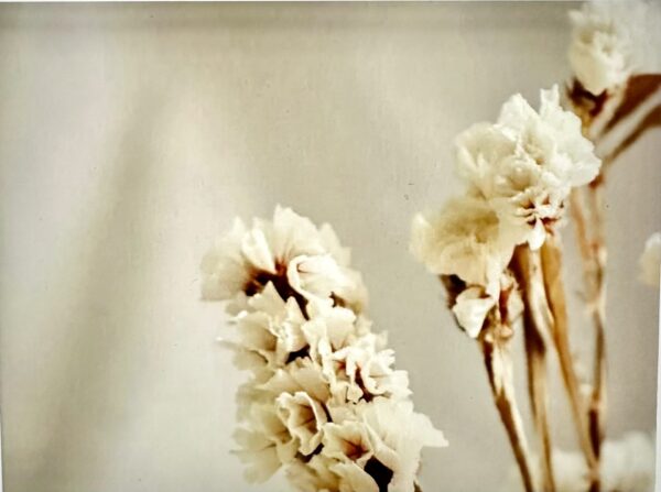 close up of white dried statice flowers