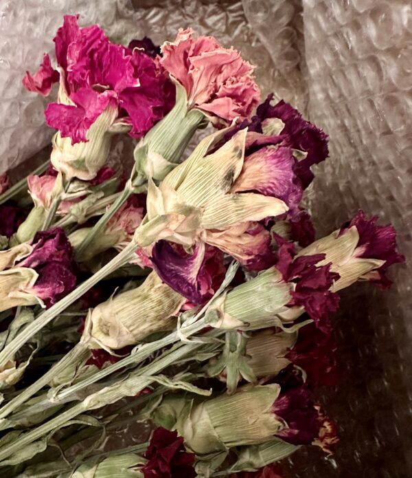 a close up of dried carnation flower stems