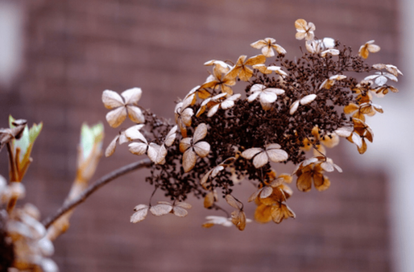dried hydrangea flower stems with a blurred background