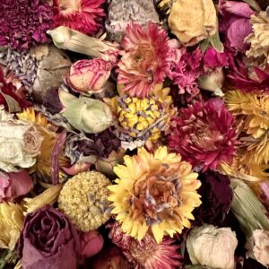 assorted dried flower heads