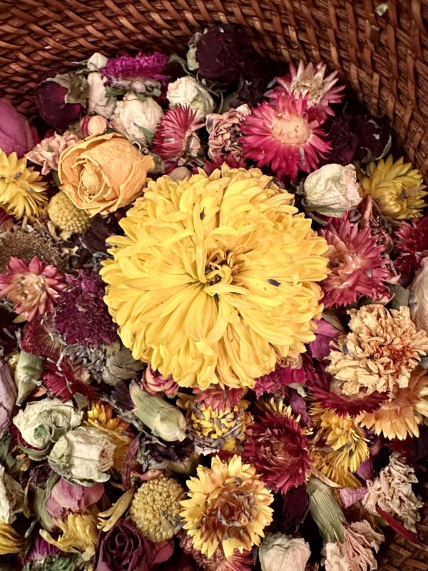 assorted dried flower heads